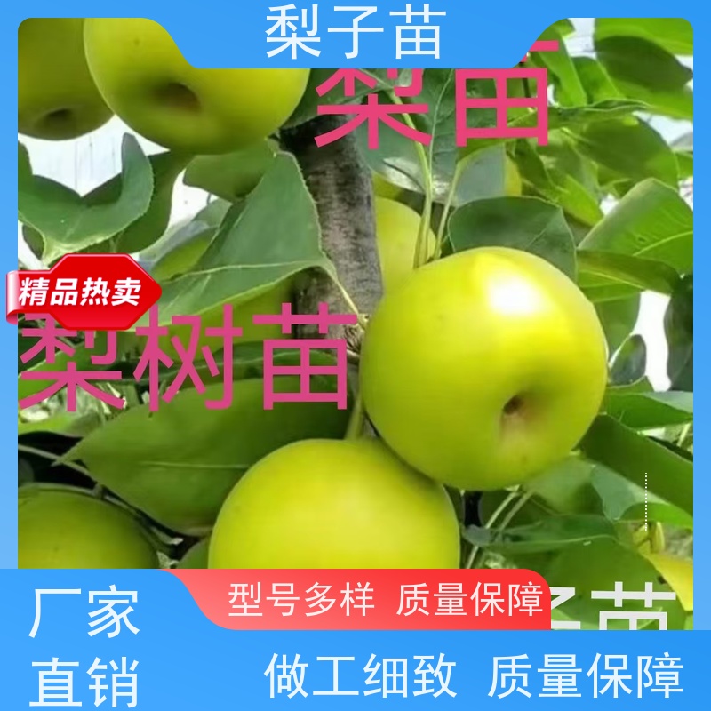 春丰苗木量大从优梨苗嫁接苗子基地供应8公分
