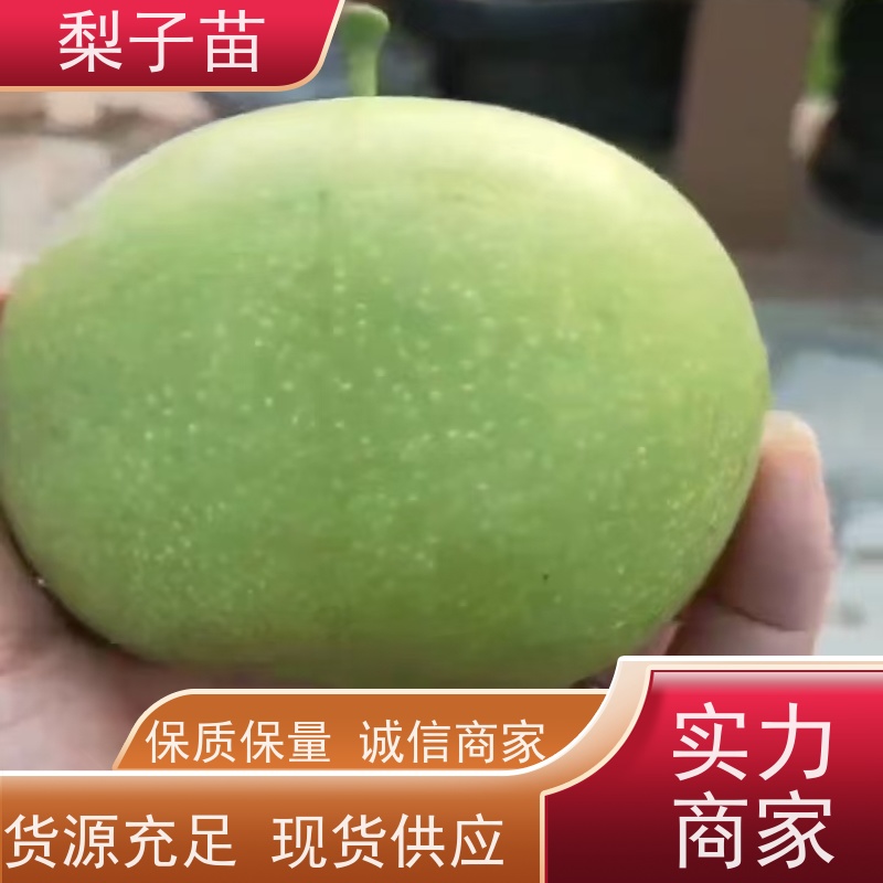 春丰苗木量大从优基地供应梨苗景观树苗5公分