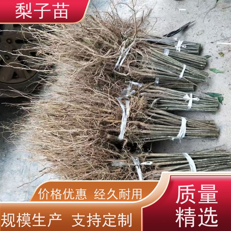 春丰苗木专业苗圃基地 量大从优梨苗盆栽5公分