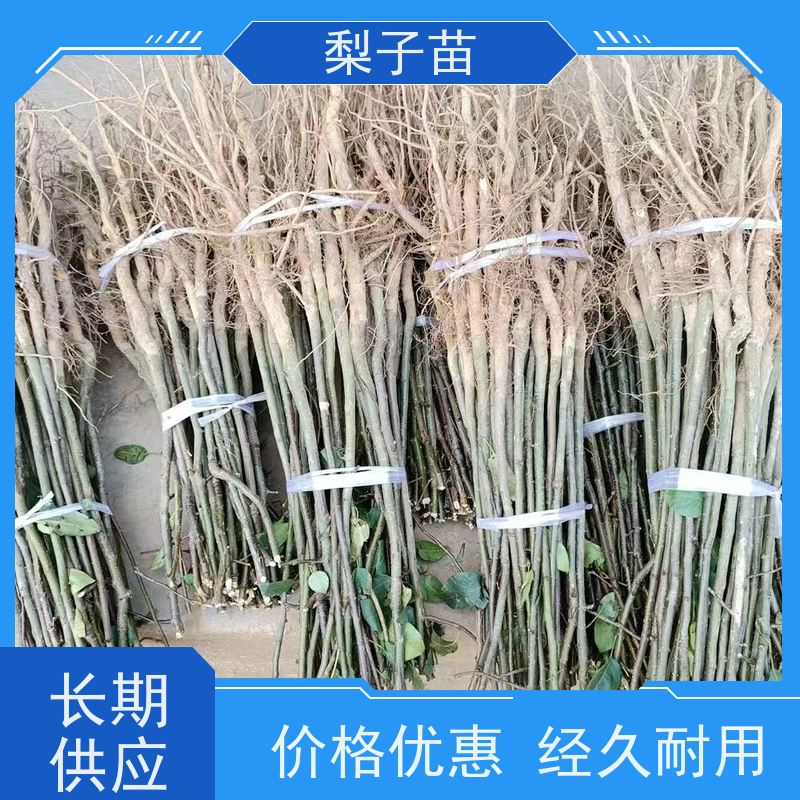 春丰苗木适应能力强现挖现发梨苗嫁接苗7公分