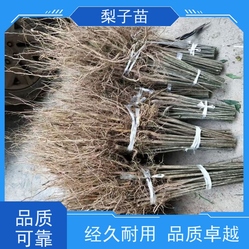 春丰苗木品种多样8公分梨苗嫁接苗子盆栽地栽