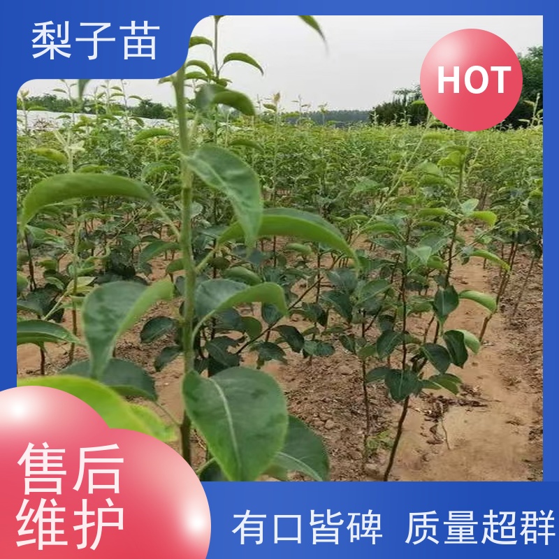 春丰苗木5公分提供种植技术经验梨苗盆栽品种优良