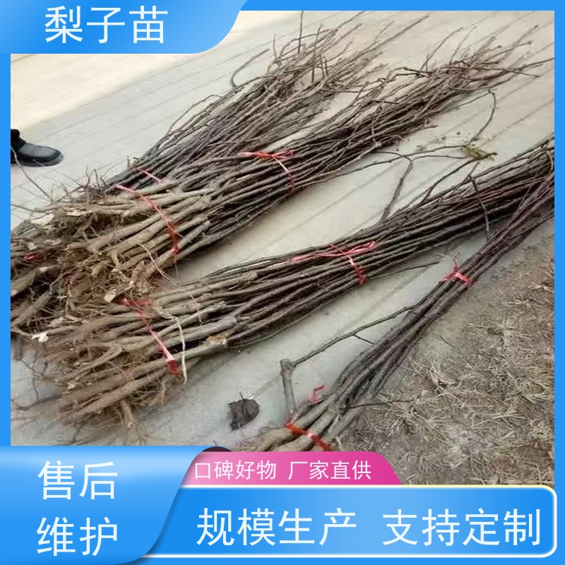春丰苗木量大从优树形优美 成活率高8公分梨苗袋装树苗