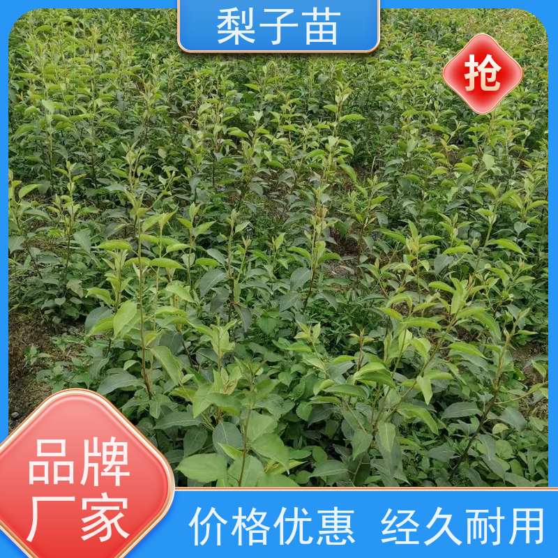 春丰苗木现挖现发树形优美 成活率高梨苗树子7公分