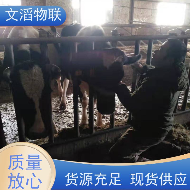 文滔物联 猪B超 迷你型定位计步器 好品质有保障 