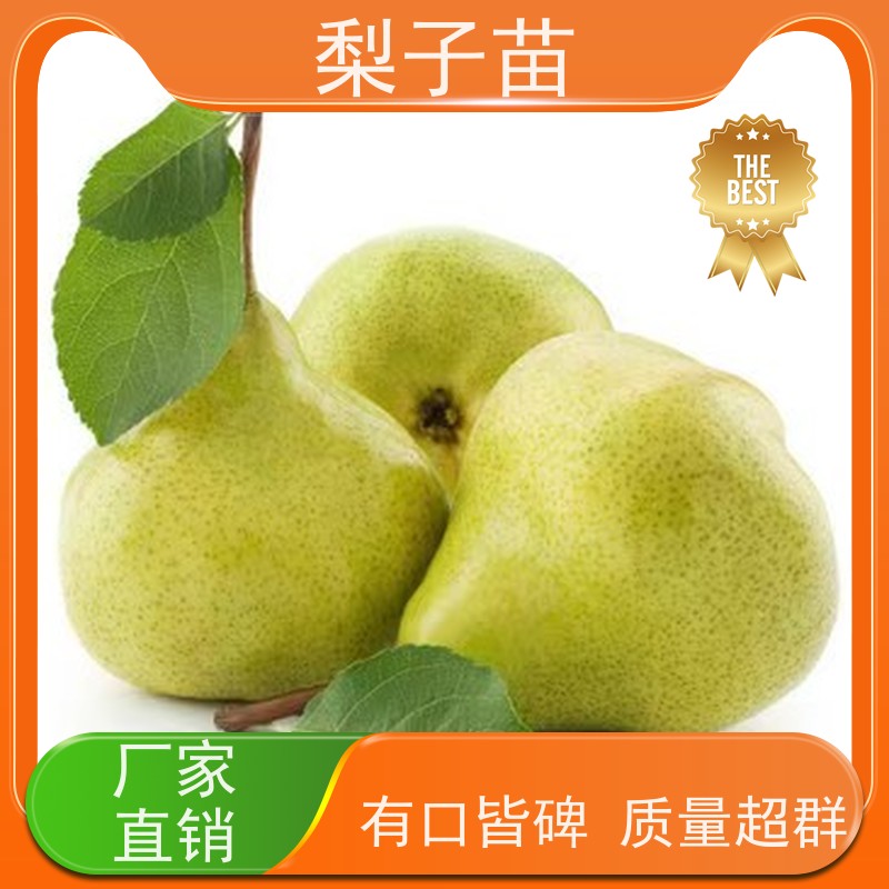 春丰苗木品种多样树形优美 成活率高梨苗观赏树苗2公分