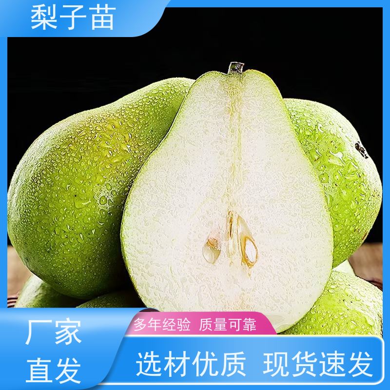 春丰苗木梨苗容器苗植株健壮专业苗圃基地 7公分