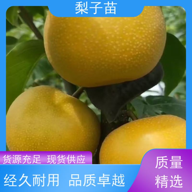春丰苗木基地直供树形优美 成活率高7公分梨苗嫁接苗子