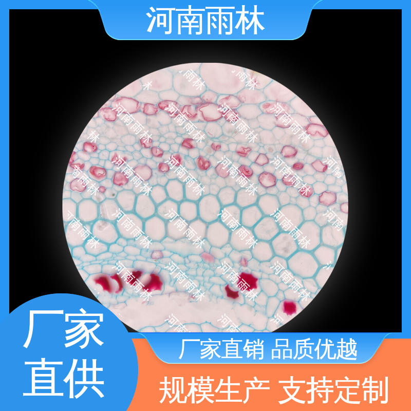 雨林教育工程 厂家销售 可提供材料 植物标本 细胞清晰