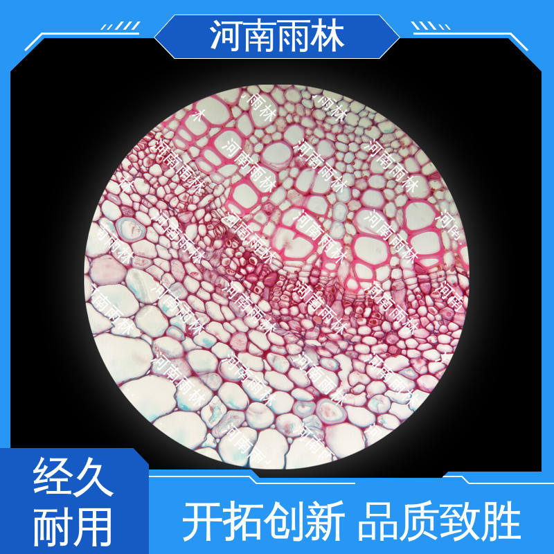 颜色鲜亮 可后期加工 支持定制 病害标本 雨林教育工程