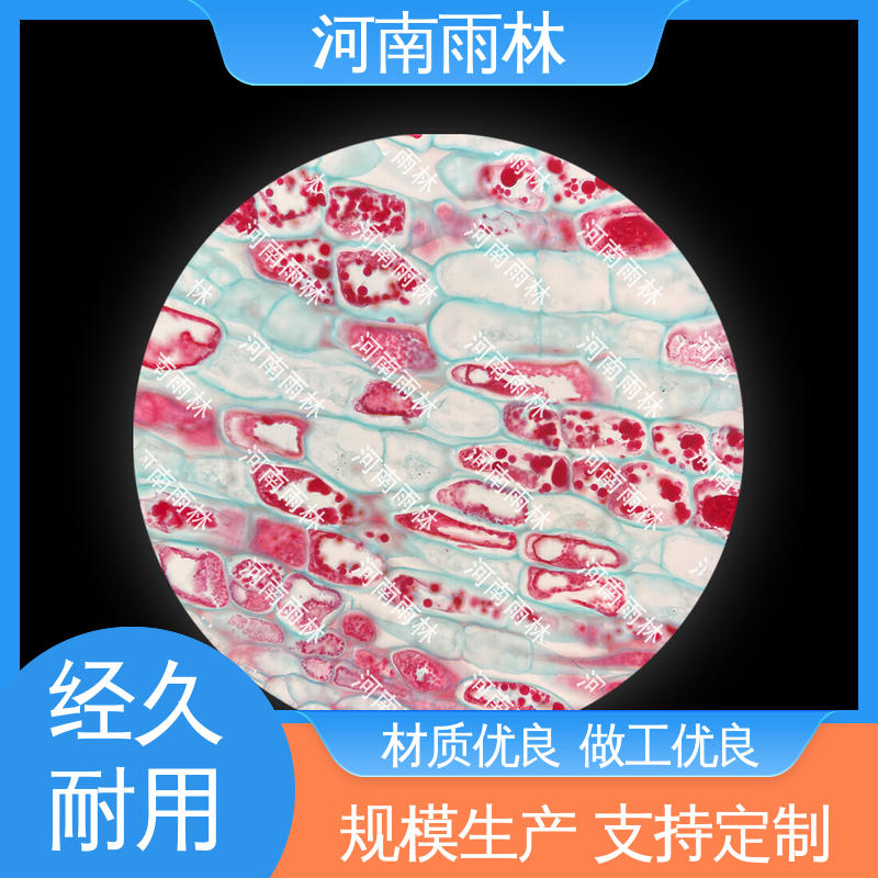 生物切片 颜色鲜亮 售后无忧 个性化定做 雨林教育