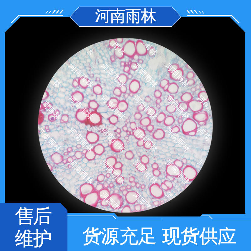 一对一质检 显微切片 支持定制 可后期加工 雨林教育