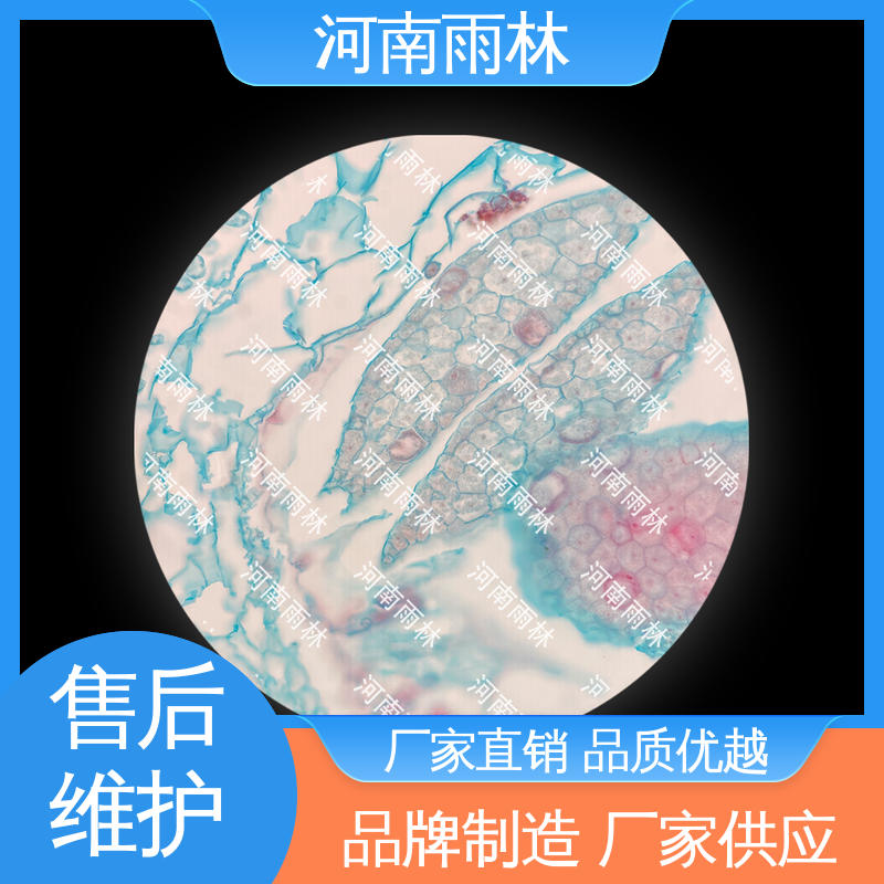 质量优 生物切片 颜色鲜亮 厂家销售 雨林教育工程