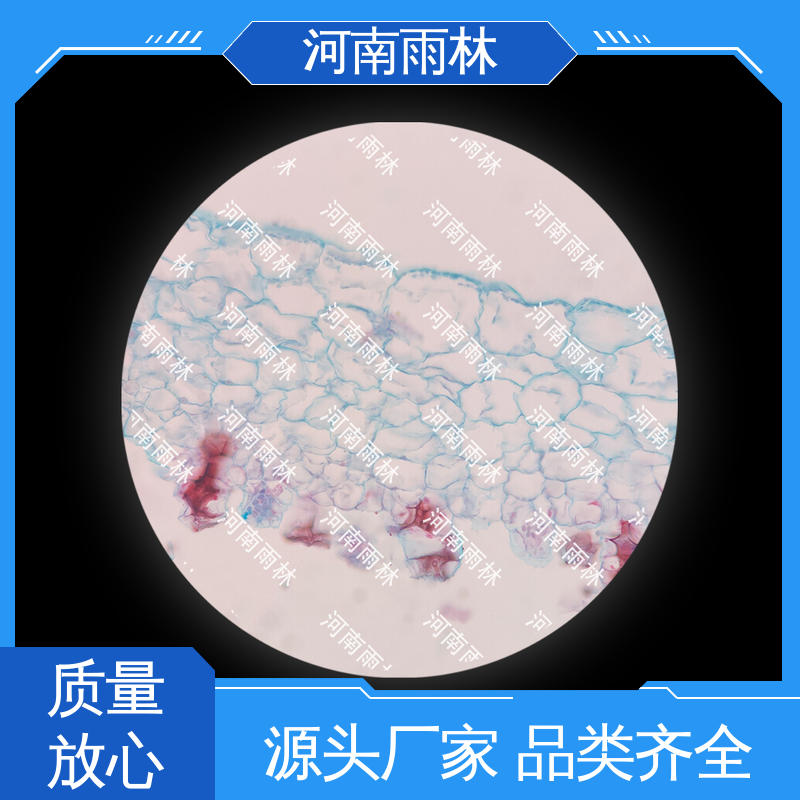 雨林 病害标本 个性化定做 一对一质检 售后无忧