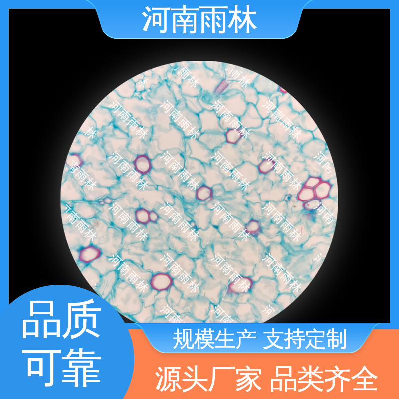 雨林教育 可提供材料 植物切片 专业 一对一质检