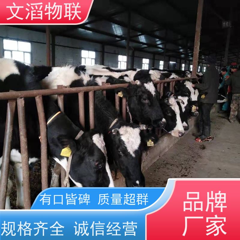 文滔物联 牛B超 NB通讯 计步器脖圈 好品质有保障 