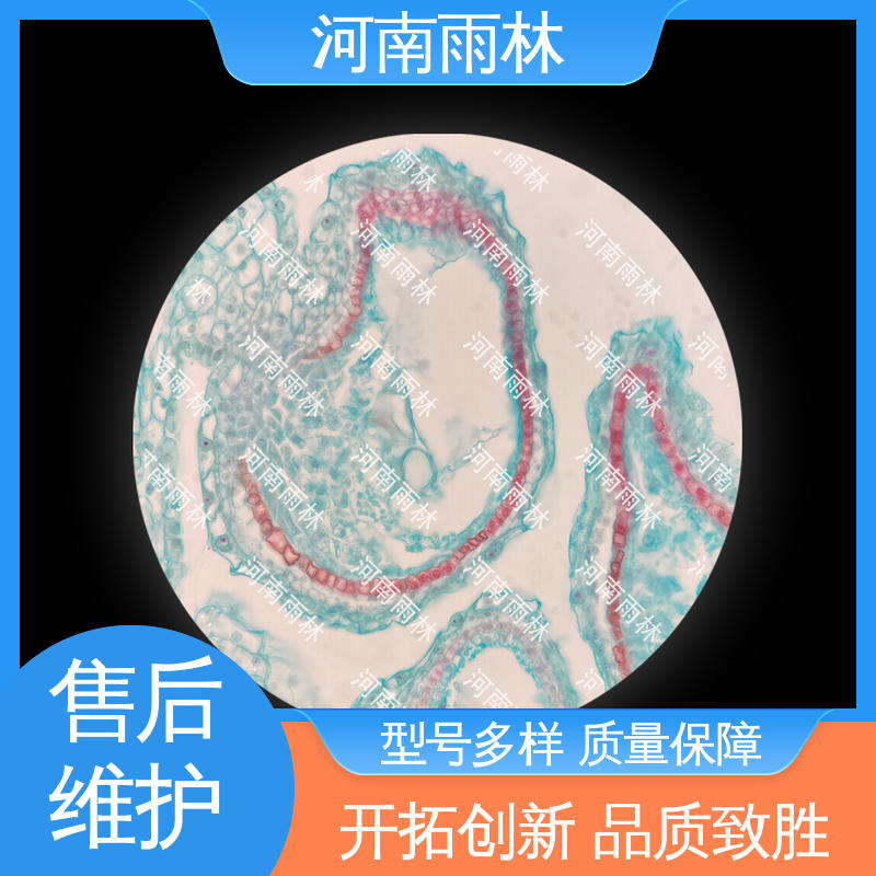 雨林教育 一对一质检 可提供材料 个性化定做 显微标本