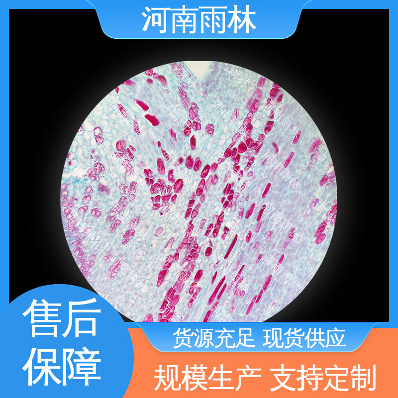 显微标本 源头工厂 可后期加工 质量保障 雨林教育工程