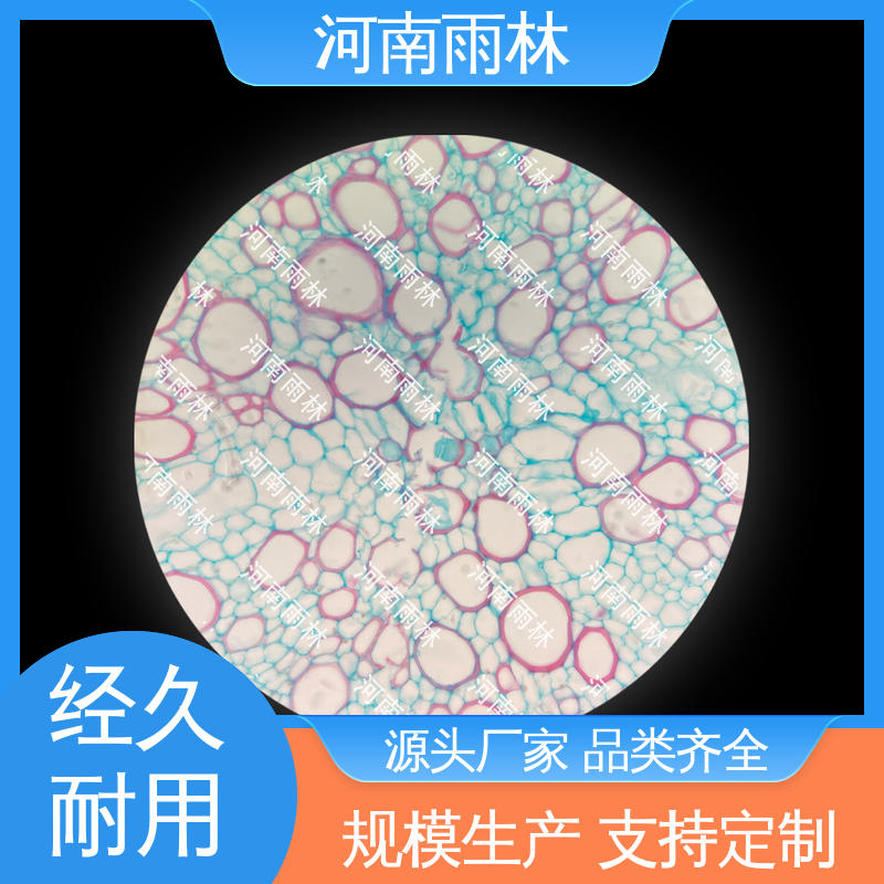 显微标本 切片安全 厂家销售 可后期加工 雨林教育