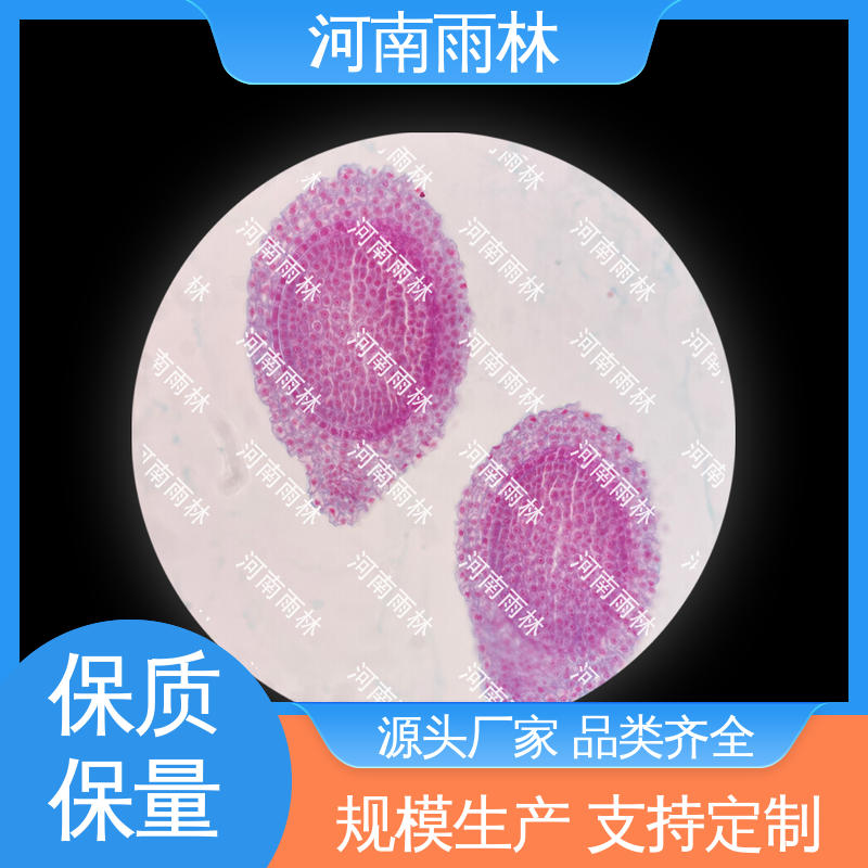 雨林教育工程 支持定制 性价比高 生物切片 品质优良