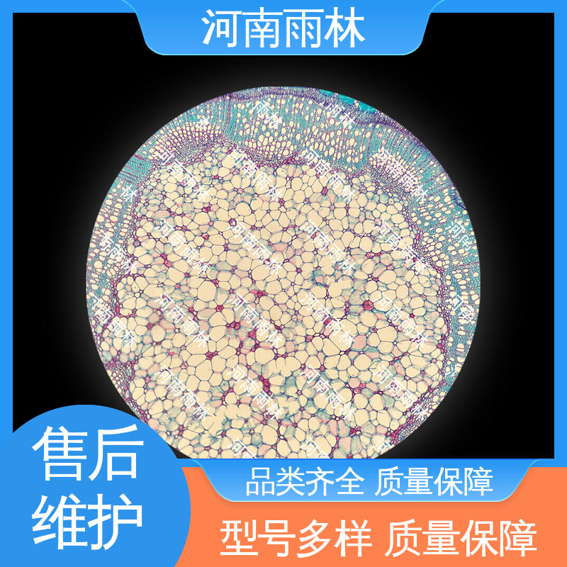 雨林教育工程 可后期加工 颜色鲜亮 支持定制 生物切片