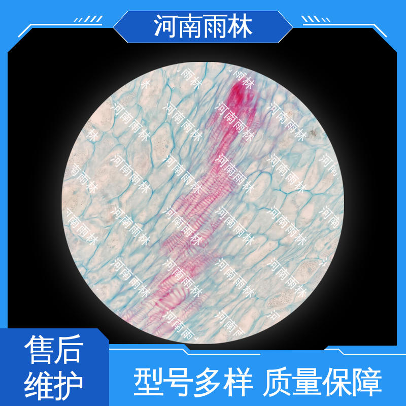 质量保障 显微标本 可后期加工 个性化定做 雨林教育