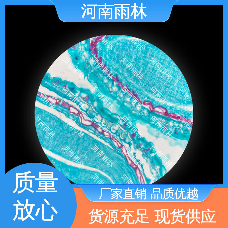 雨林教育 显微标本 厂家销售 售后无忧 细胞清晰