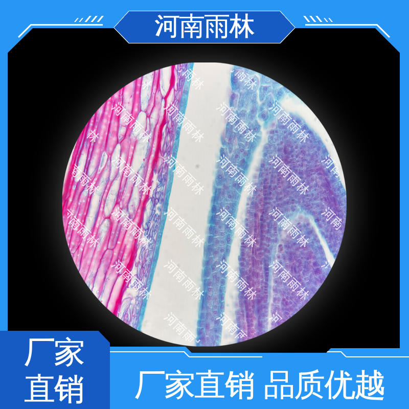 雨林教育 支持定制 各类标本 售后无忧 一对一质检