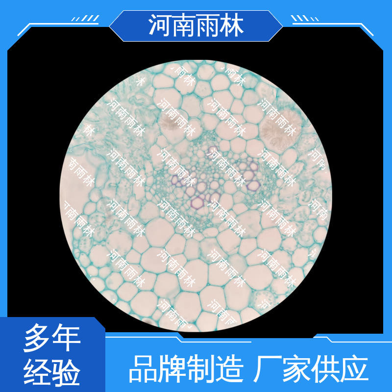 雨林教育 病害标本 个性化定做 可定制 切片安全