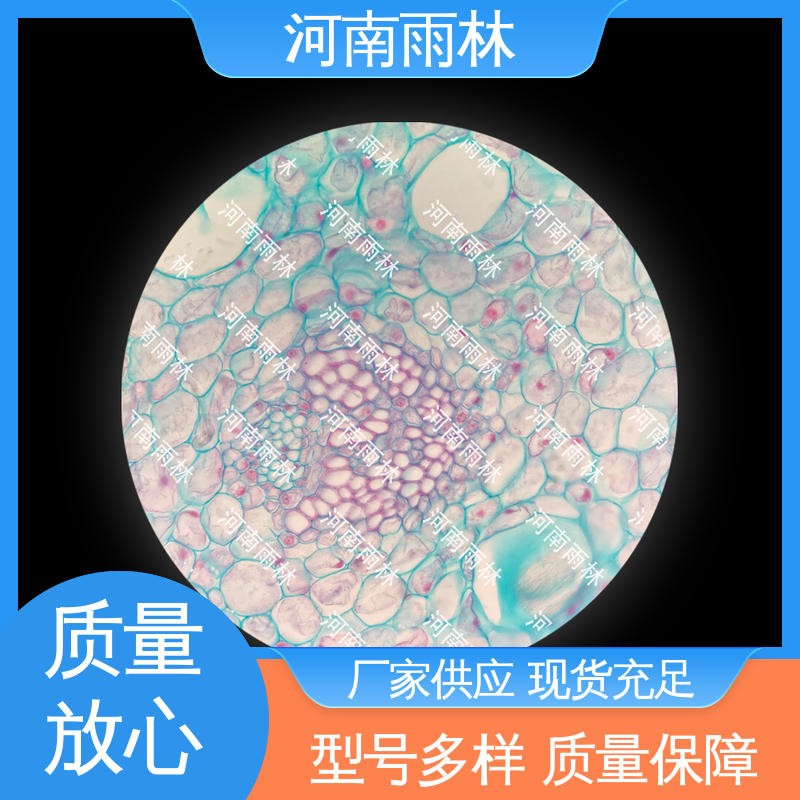 个性化定做 植物切片 性价比高 一对一质检 雨林教育工程