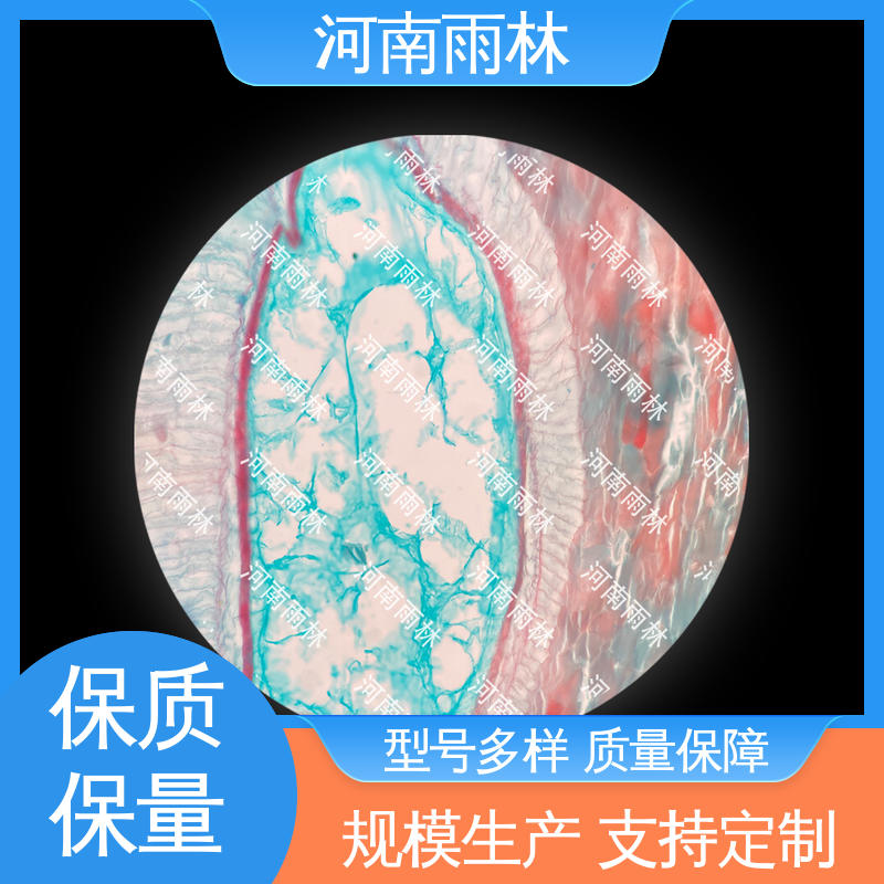 雨林教育工程 支持定制 植物标本 切片安全 性价比高
