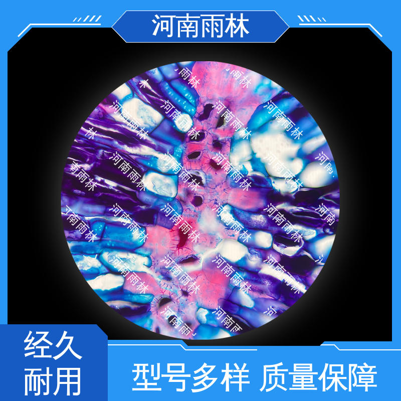 颜色鲜亮 显微标本 厂家销售 质量优 雨林教育工程