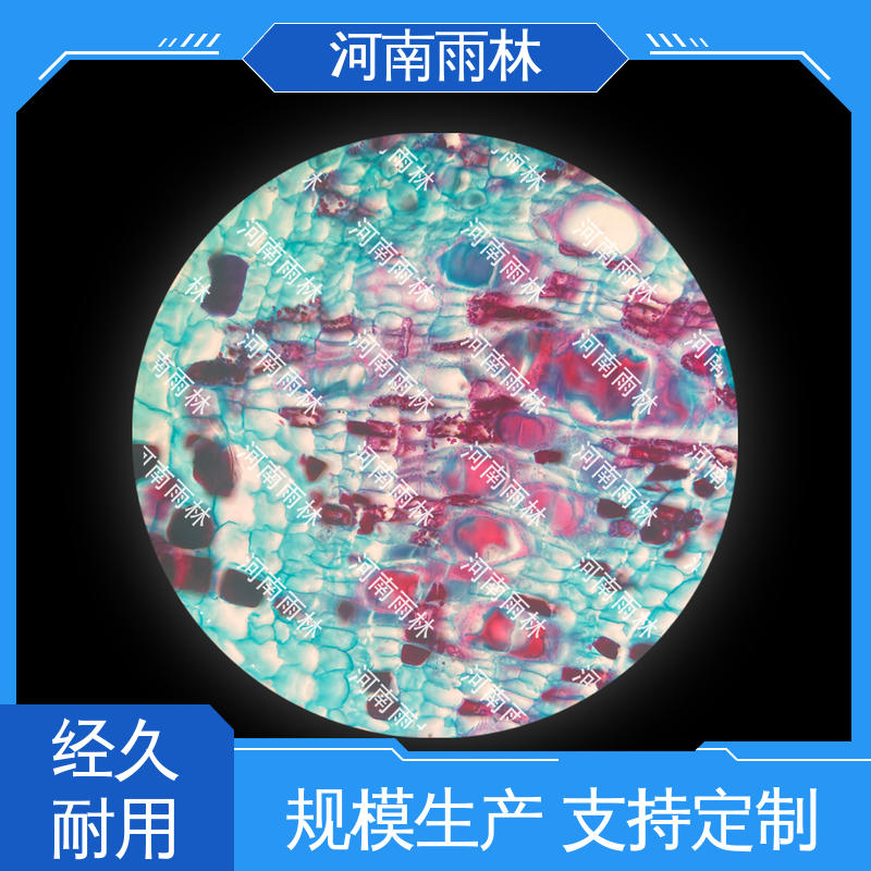 质量保障 支持定制 植物切片 可后期加工 雨林教育工程