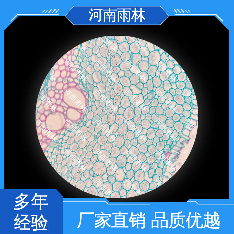 雨林教育 源头工厂 品质优良 显微标本 售后无忧