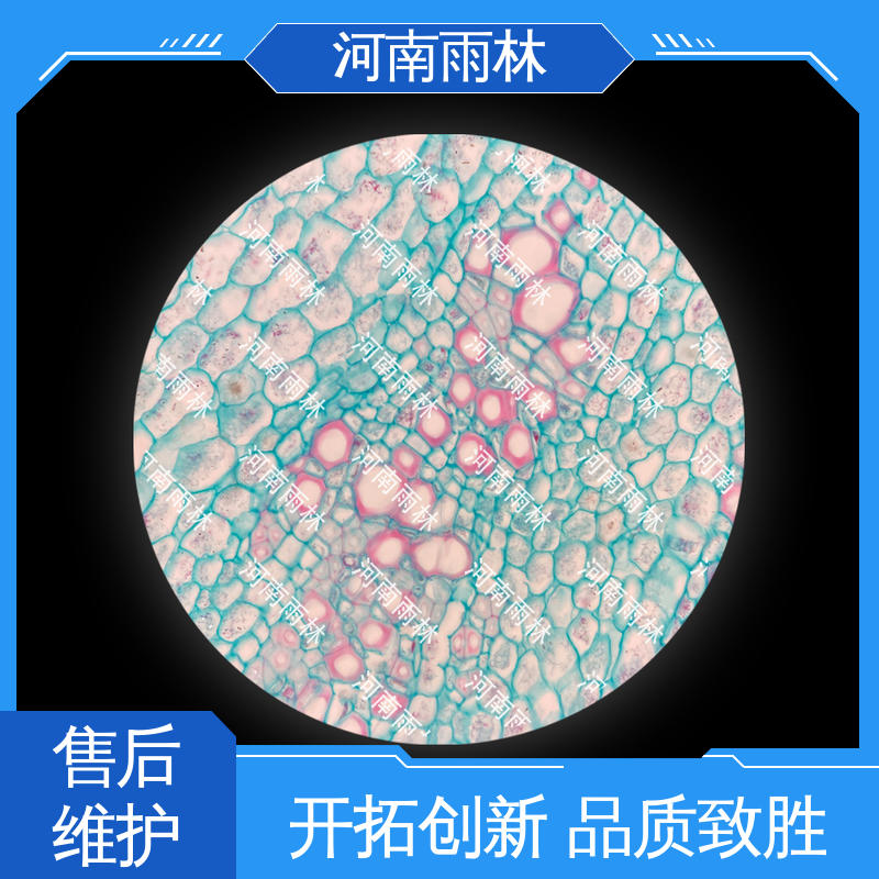 源头工厂 品质优良 实验标本 性价比高 雨林教育