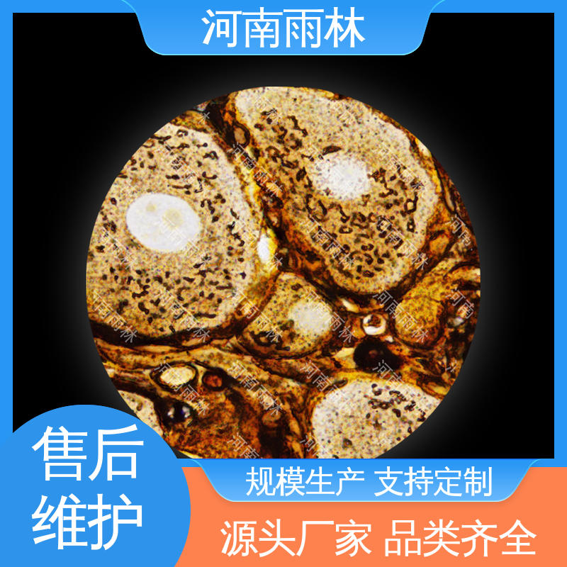 雨林教育 品质优良 显微标本 售后无忧 个性化定做