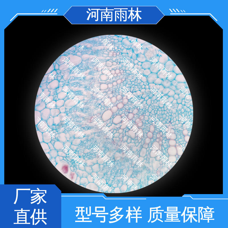植物标本 个性化定做 可提供材料 品质优良 雨林教育