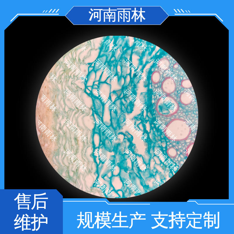 雨林教育 支持定制 植物标本 质量保障 可后期加工