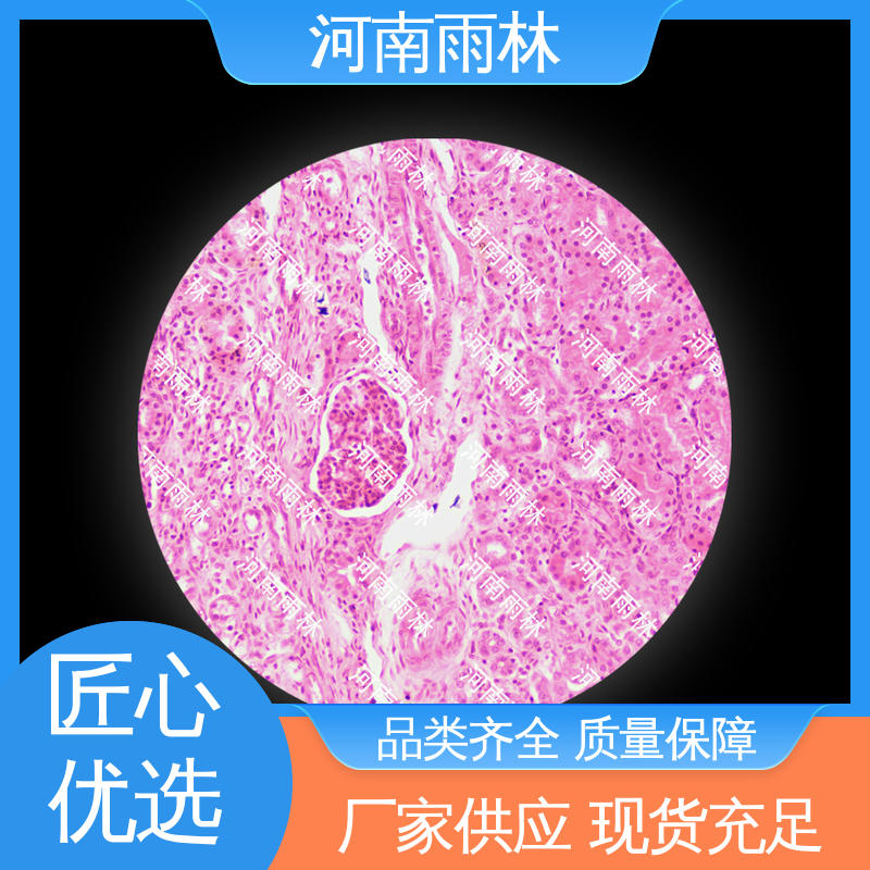 雨林教育 颜色鲜亮 生物切片 支持定制 性价比高