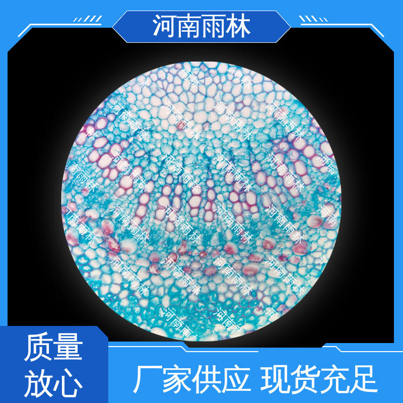 雨林教育工程 切片安全 可后期加工 显微标本 支持定制