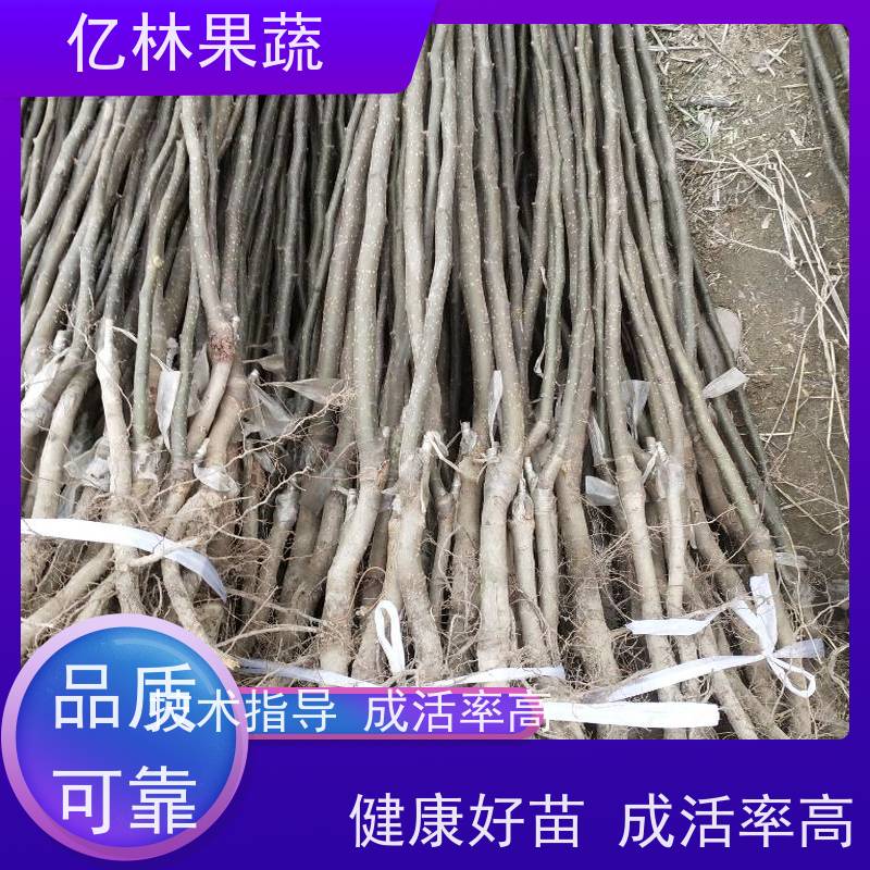 易成活 抗旱耐寒 结果效益高 早酥红梨亿林果蔬 新梨七号苗 基地直发