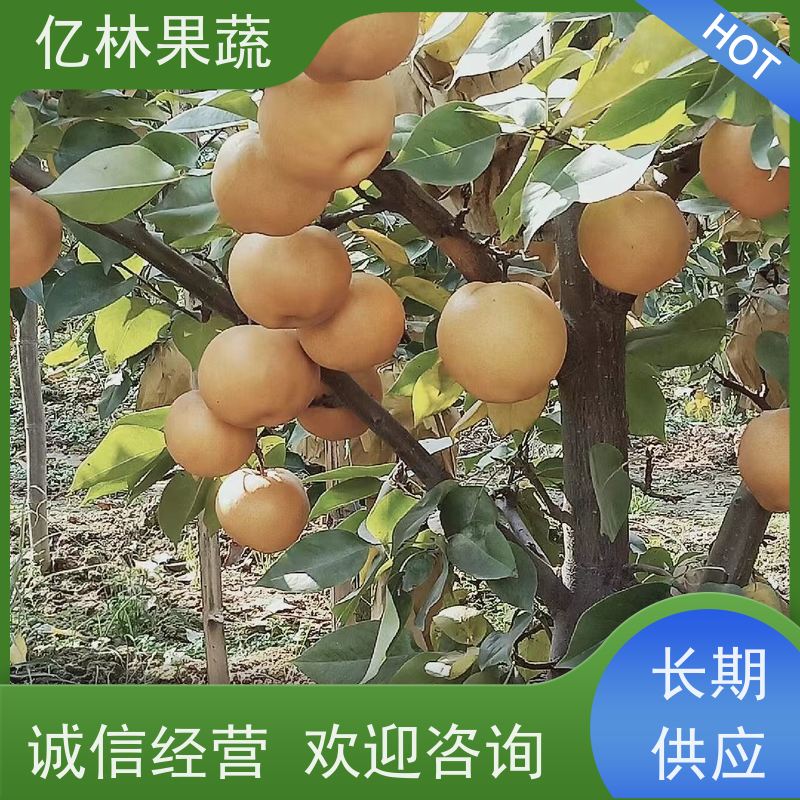 早红考蜜斯梨树 彩虹亿林果蔬 粗两公分 三公分现挖现发 品种齐全