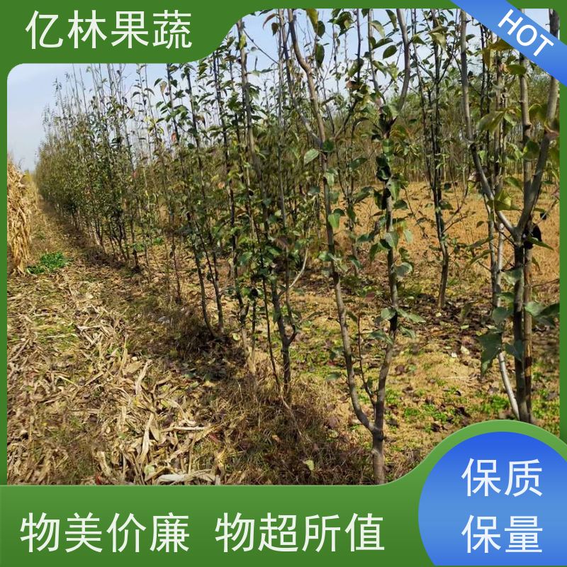 亿林果蔬示范基地 汁多肉细颜色美观 又名早酥红梨 保苗木成活率