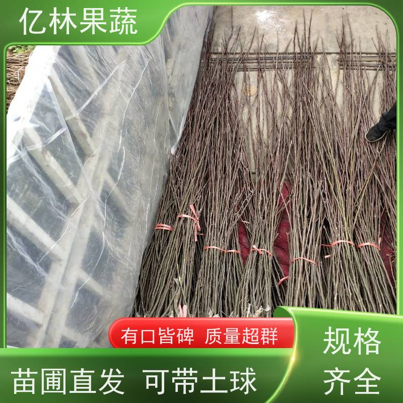 南北方种植 果树苗木 亿林果蔬 新梨七号苗 当年结果四季香脆