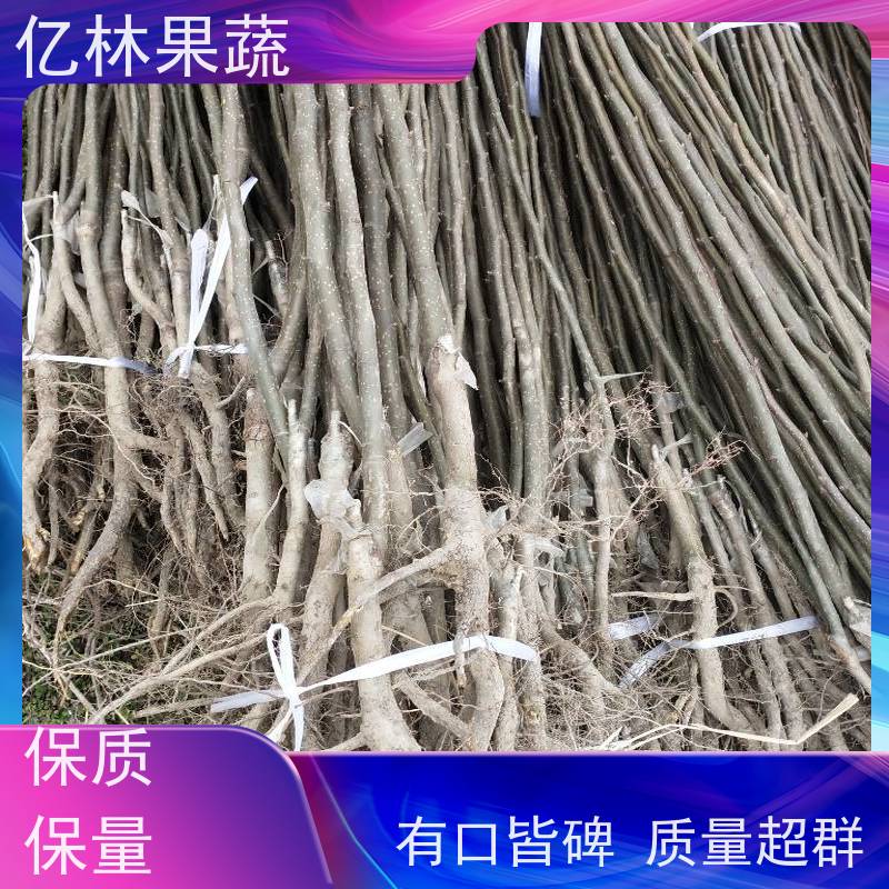 梨树新品种基地 梨苗抗盐碱 适应能力强酥脆无渣汁多山农酥亿林果蔬