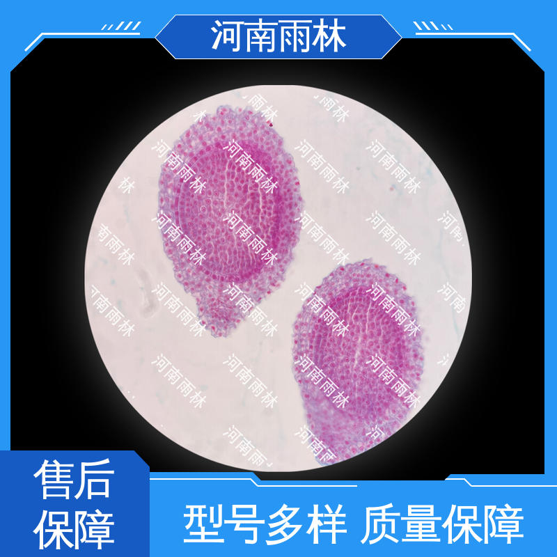雨林教育 可提供材料 细胞清晰 个性化定做 实验切片