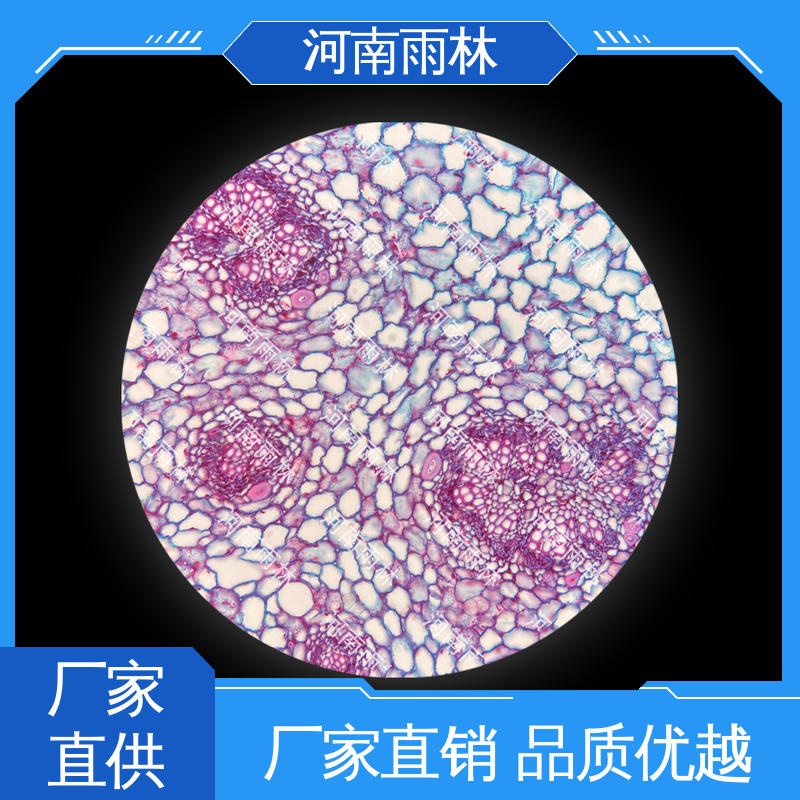 雨林教育工程 实验标本 可提供材料 厂家销售 一对一质检
