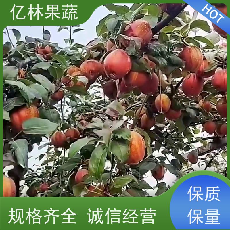 梨子树苗当年结果 亿林果蔬提供种植方法 早熟翠玉梨树苗 当年结果