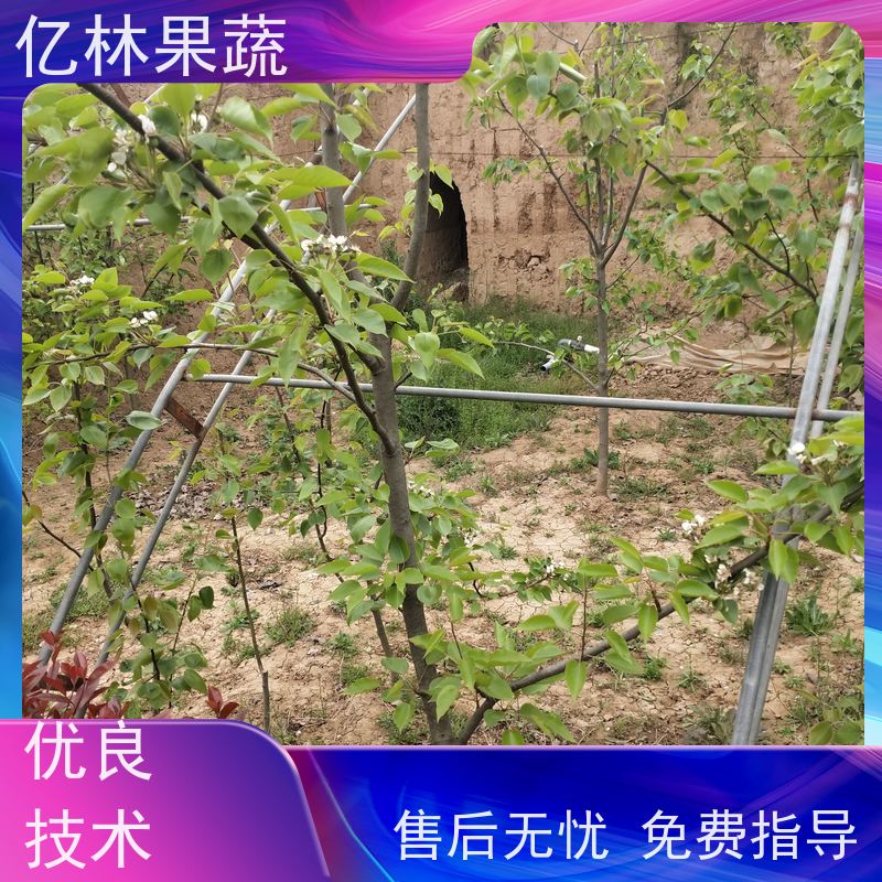 新品种亿林果蔬 果园种植 二年生翠冠梨苗 果皮细薄 肉脆汁多 基地直发
