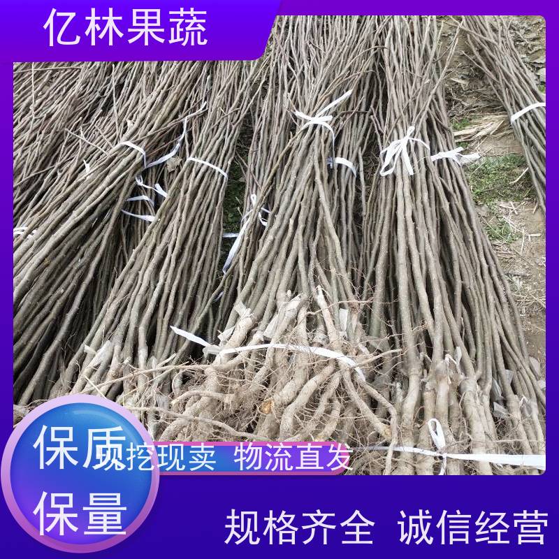 大量出售秋月亿林果蔬 玉露香黄香酥梨树苗 口感脆甜 南北方可种植